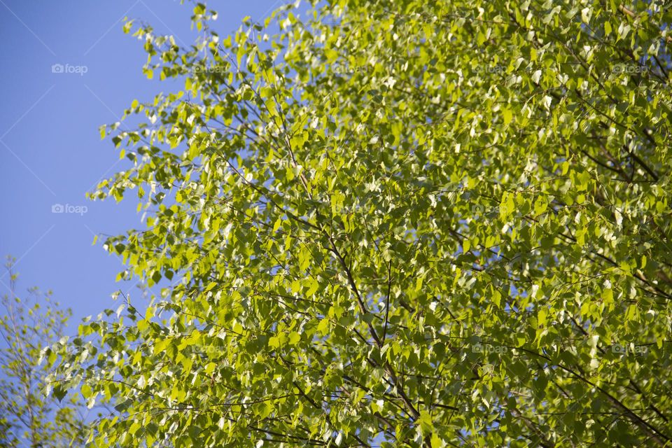 Spring flowering of trees and flowers on a sunny day in spring.