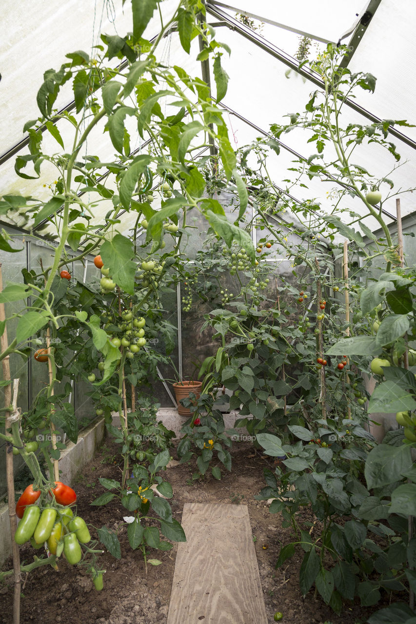 Tomatoes in greenhouse 