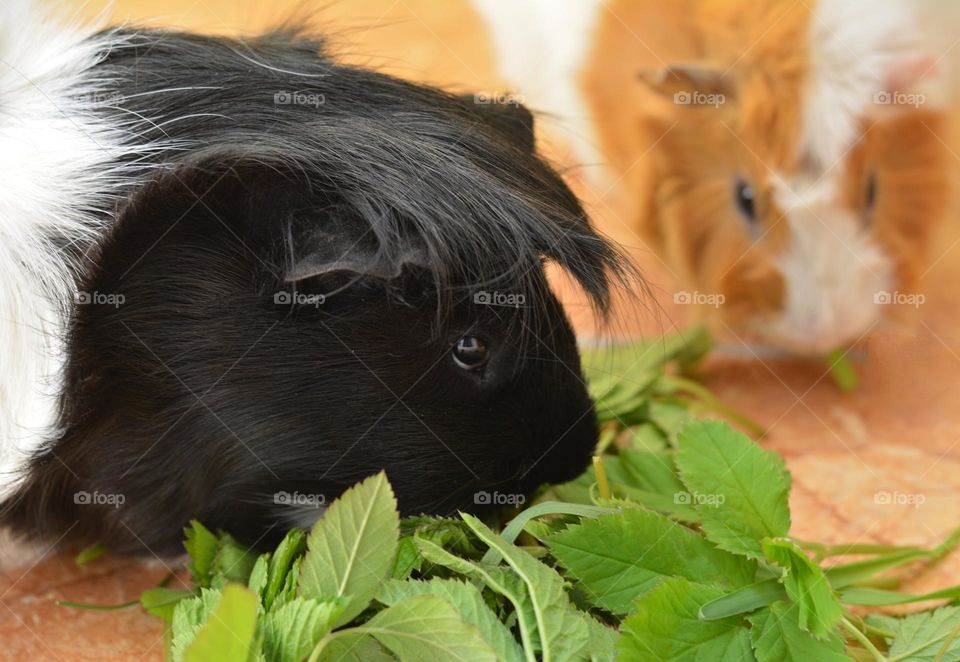 two guinea pigs beautiful portraits eating green leaves