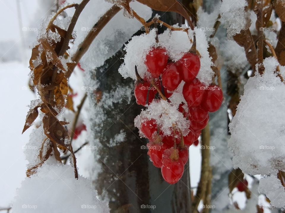 Frozen Berries & Leaves