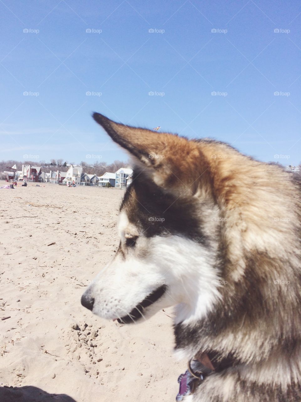 Husky at the beach 