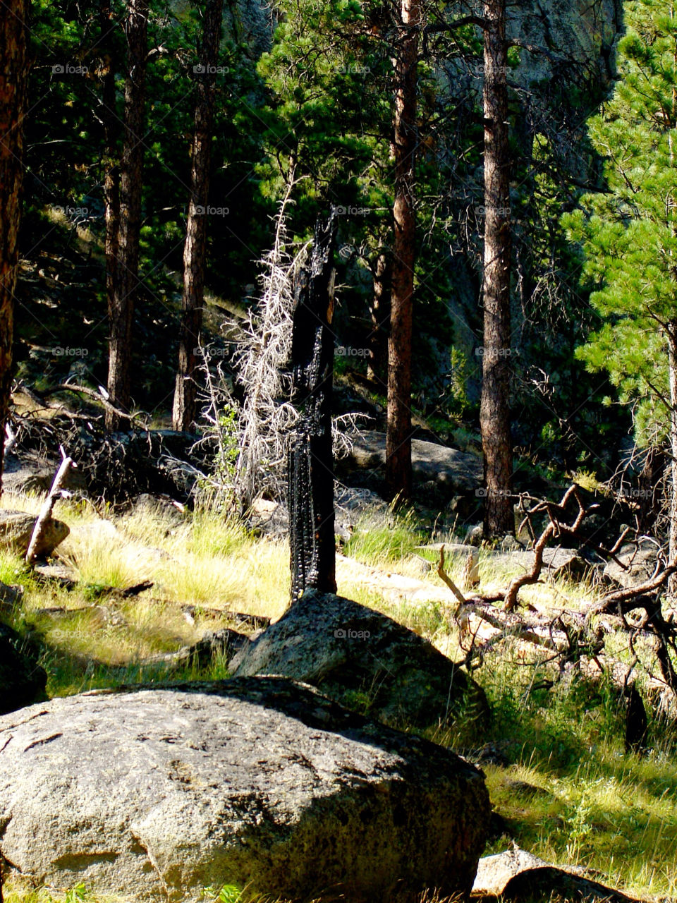 united states trees woods by refocusphoto