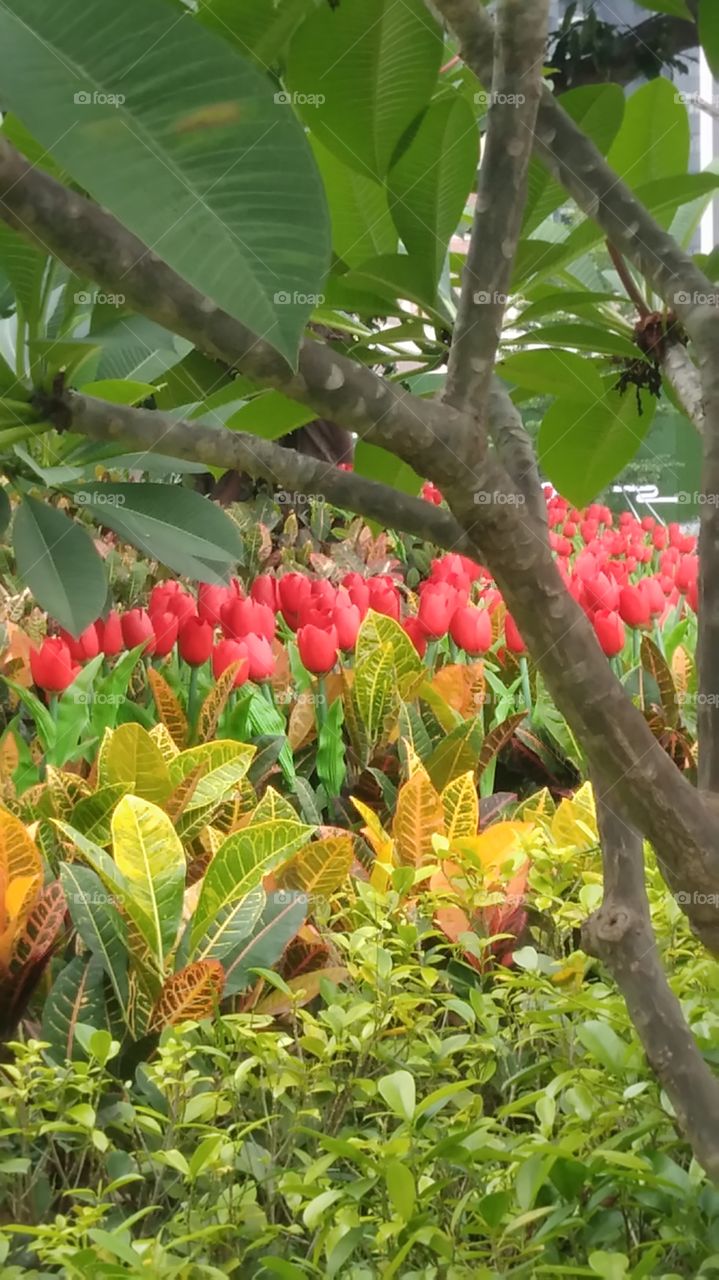 Tulips under the tree