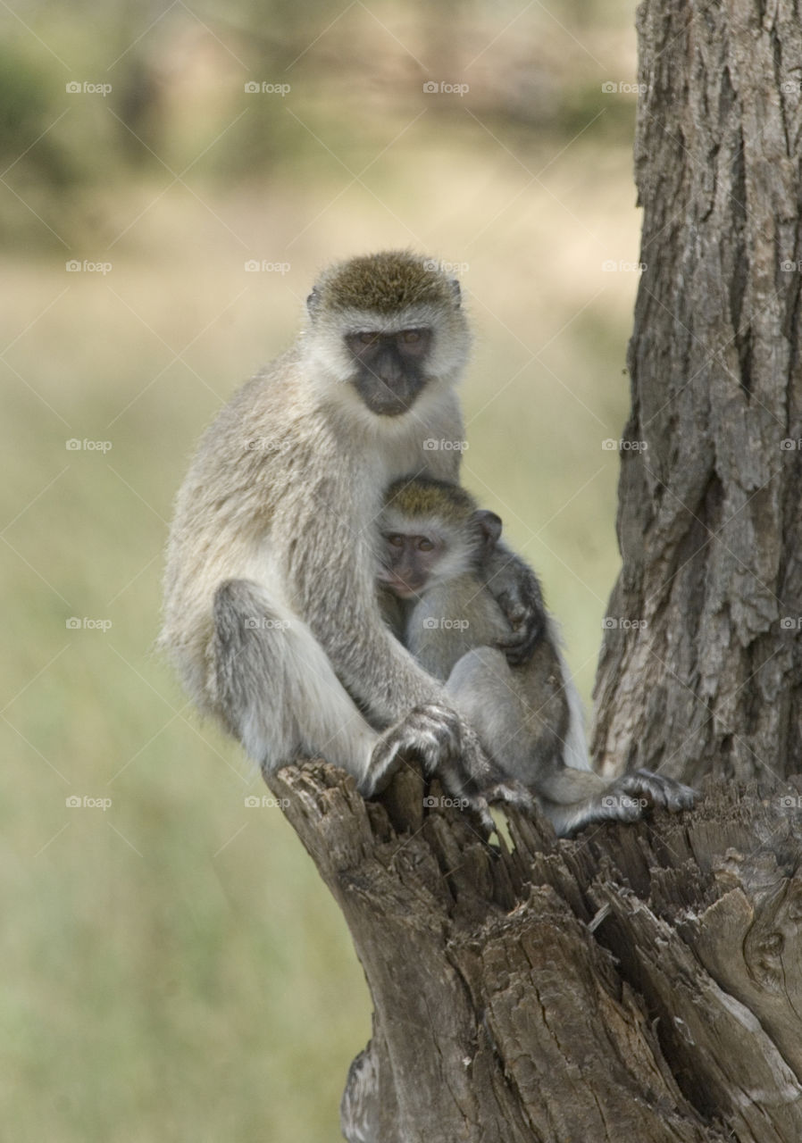 Monkey with baby in Serengetti national park in Tanzania.