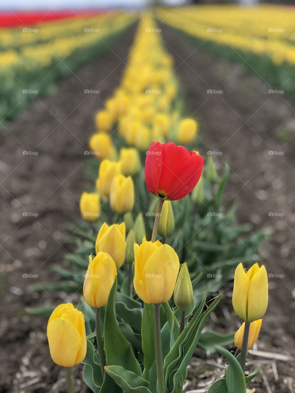 Mount Vernon Flower Fields Vibrant Red Tulip in Row of Yellow Tulips