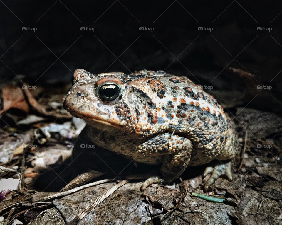 Toad at night