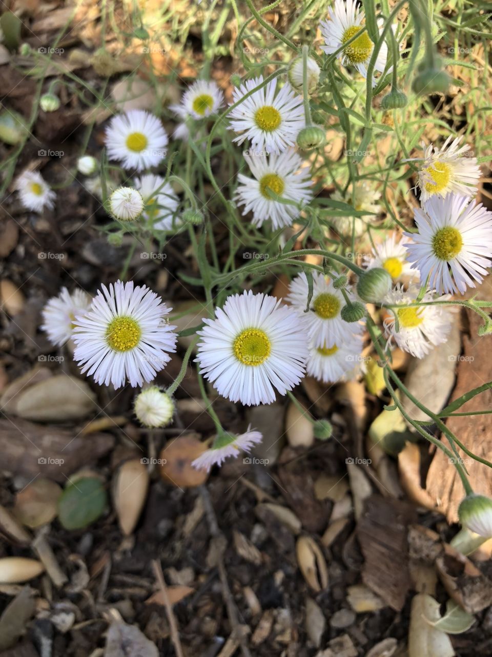 Baby Daisies  On our hike 