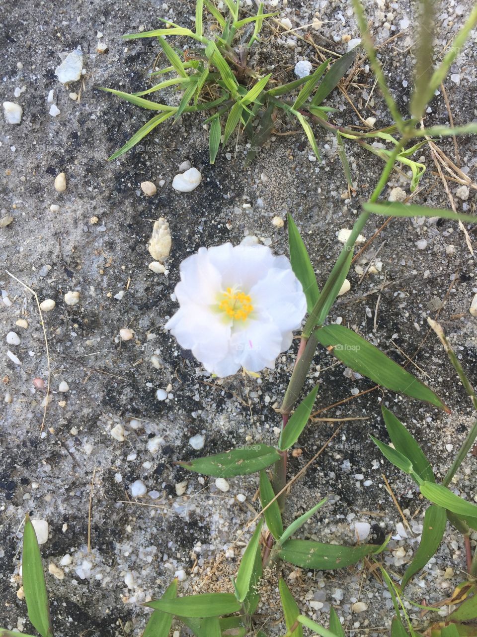 Beauty blossoms through grey