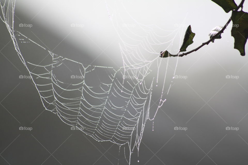 web