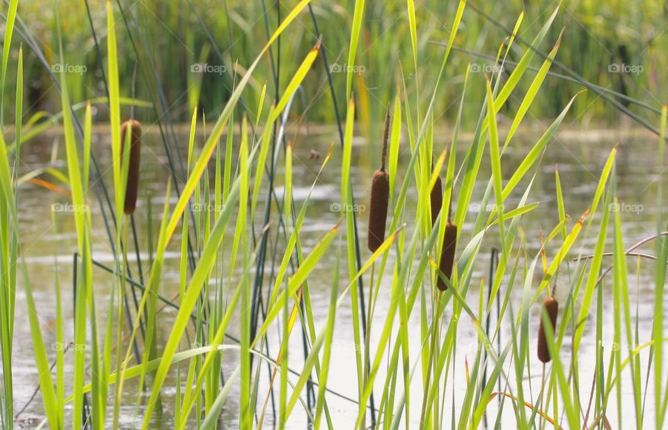 Wild grass on lake