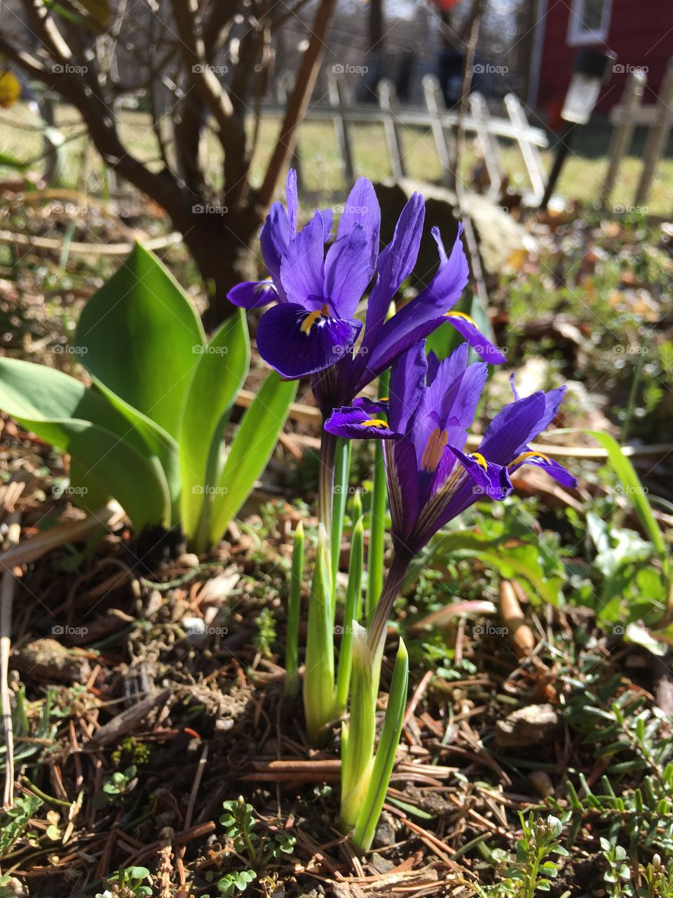 Dwarf Iris 