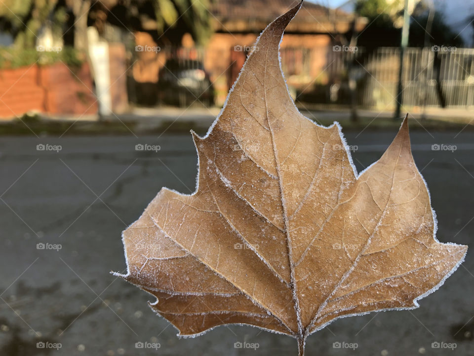 frozen autumn leaf close-up