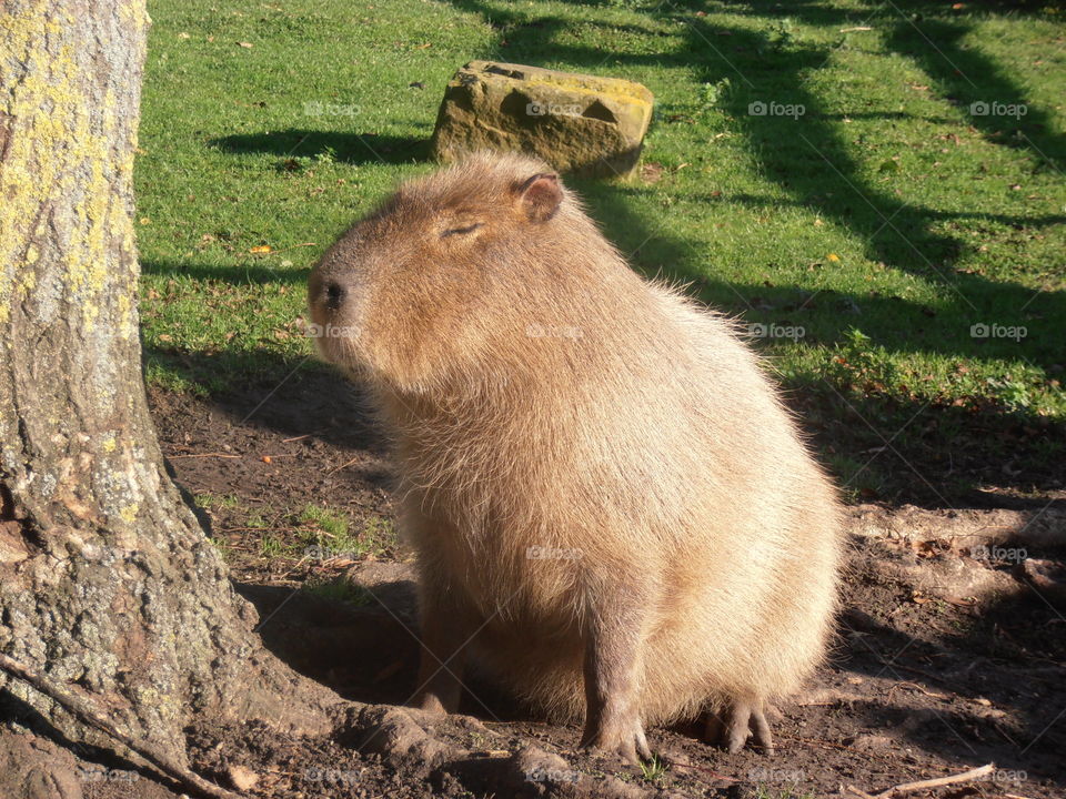 Capybara Dozing