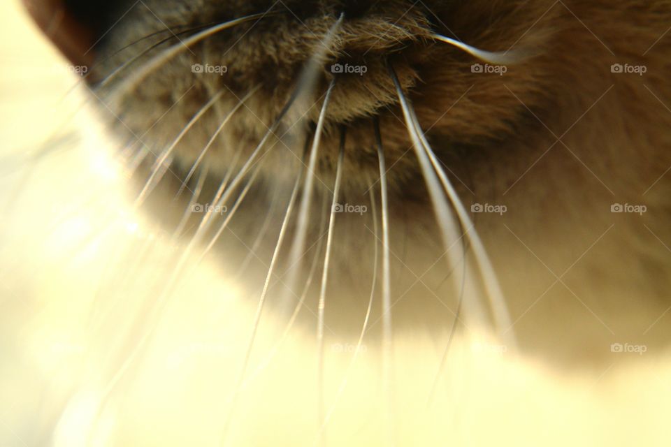 macro cat whiskers
