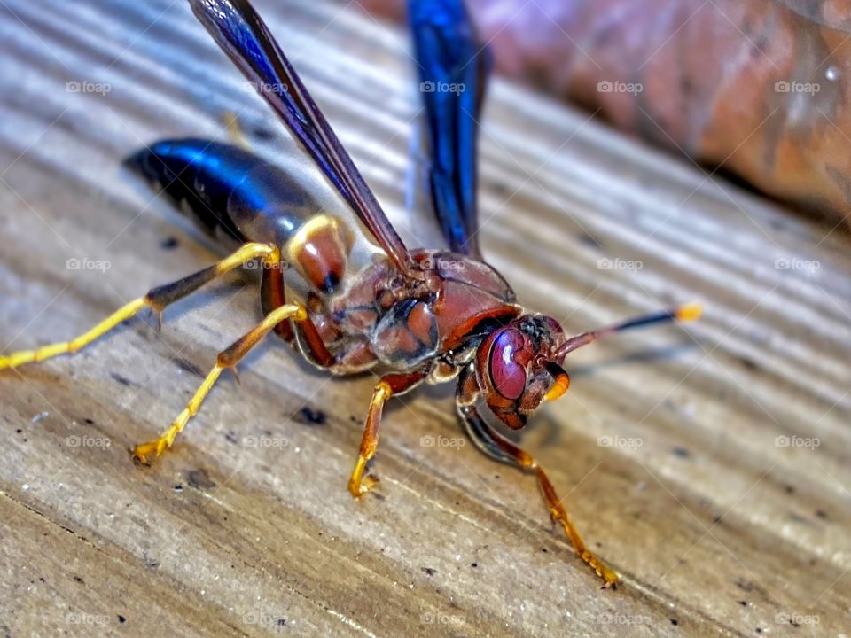 Colorful Wasp 1