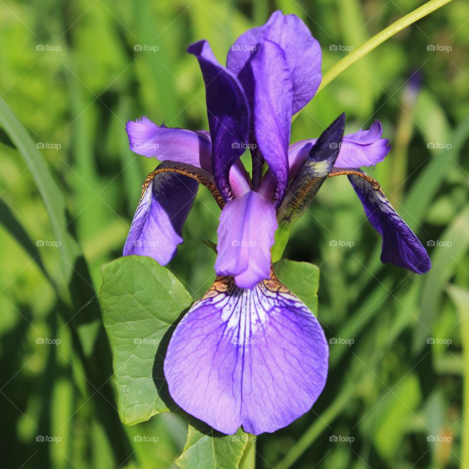 Purple flower blooming at outdoors