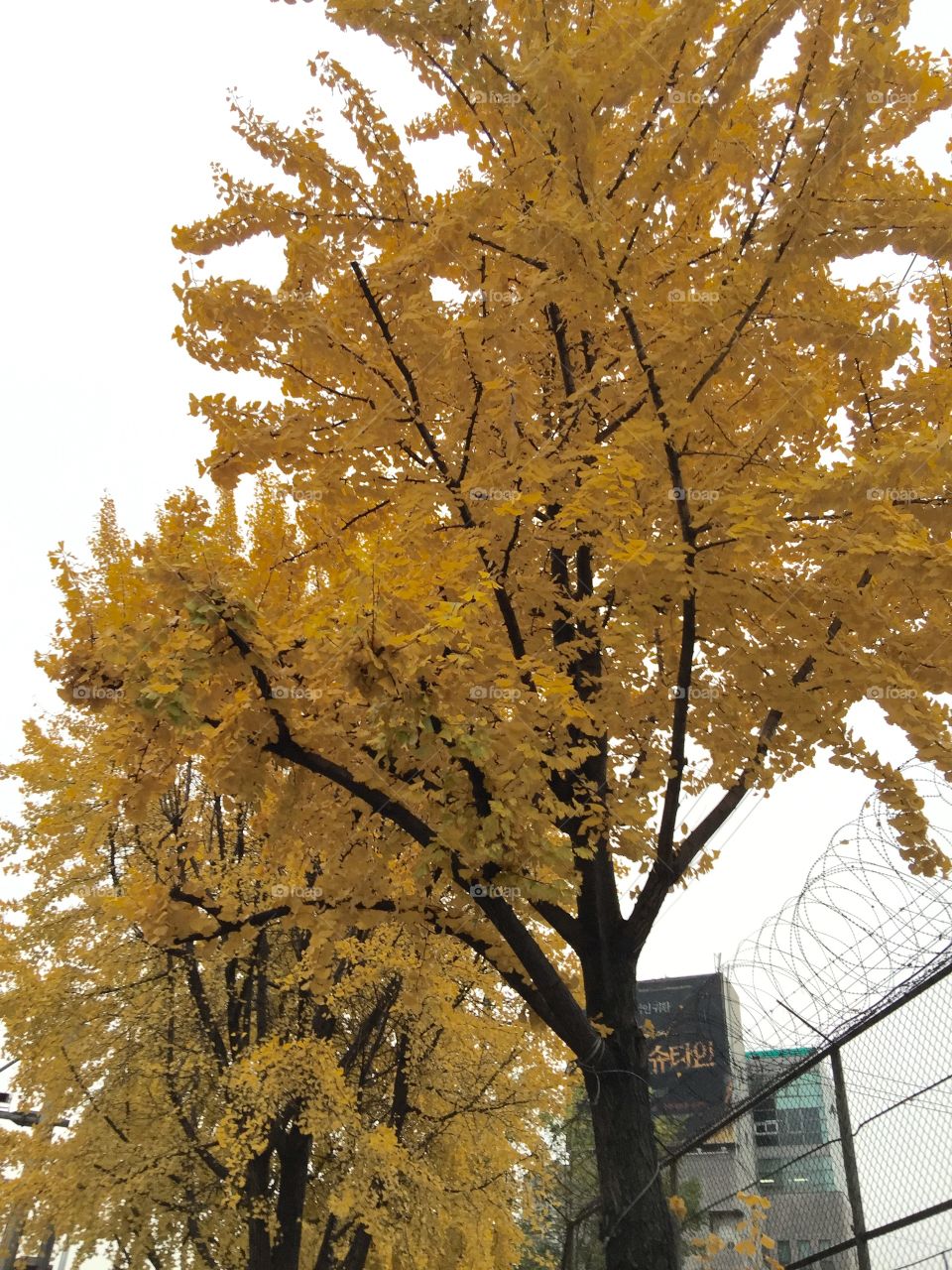 Fall 