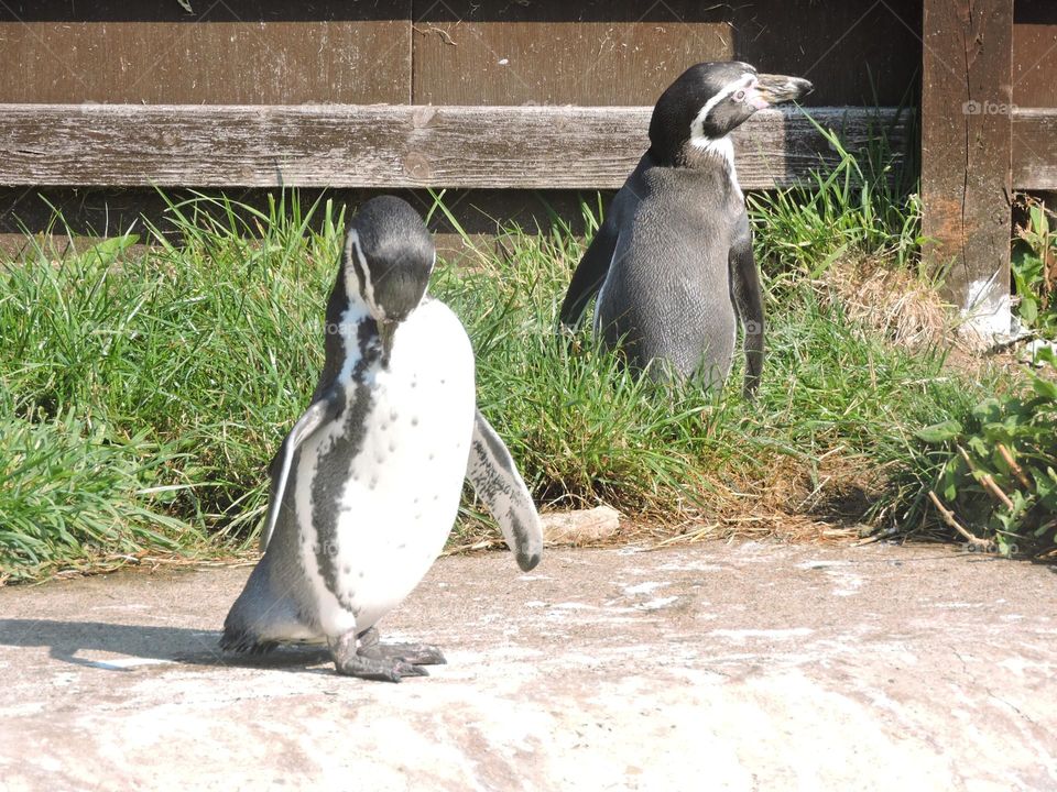 A close up of a penguin 