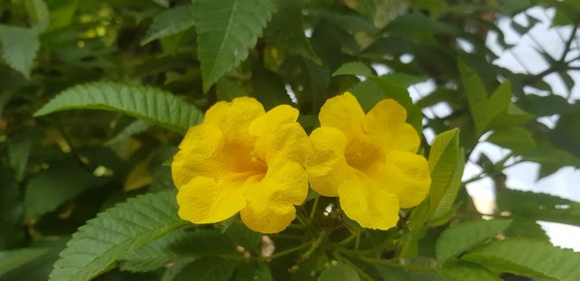 Yellow Flowers