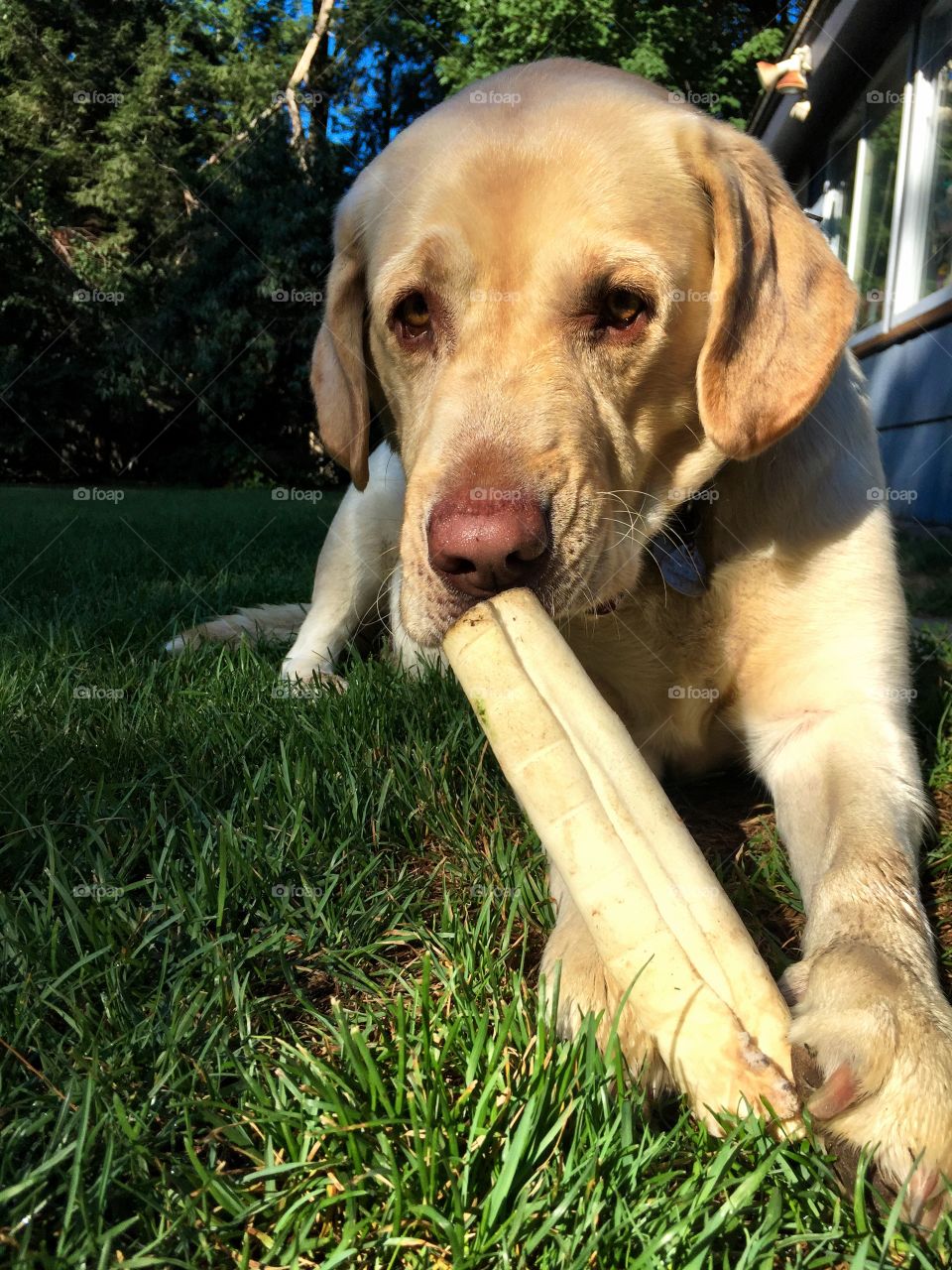 Yellow Labrador Retriever 