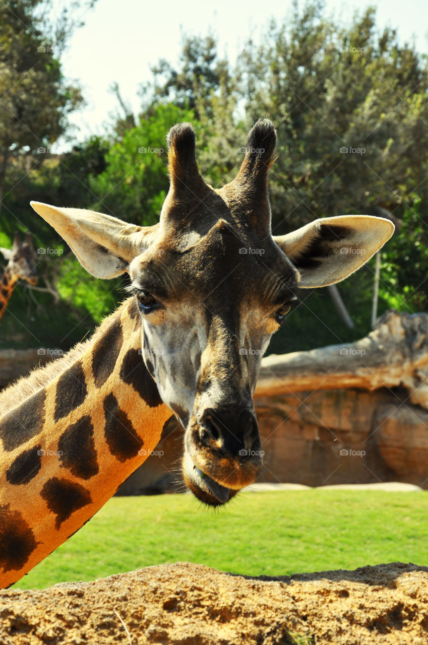 giraffe in Valencia biopark