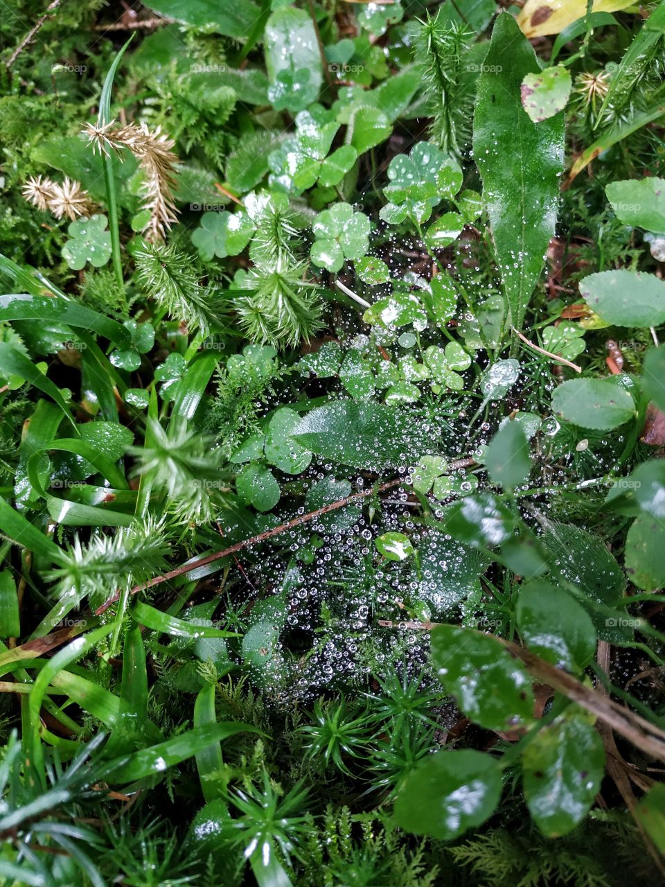 Drops on the spider web
