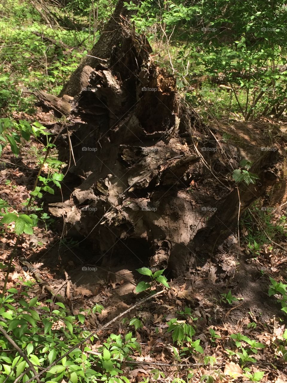 Fallen tree forms a cool figure
