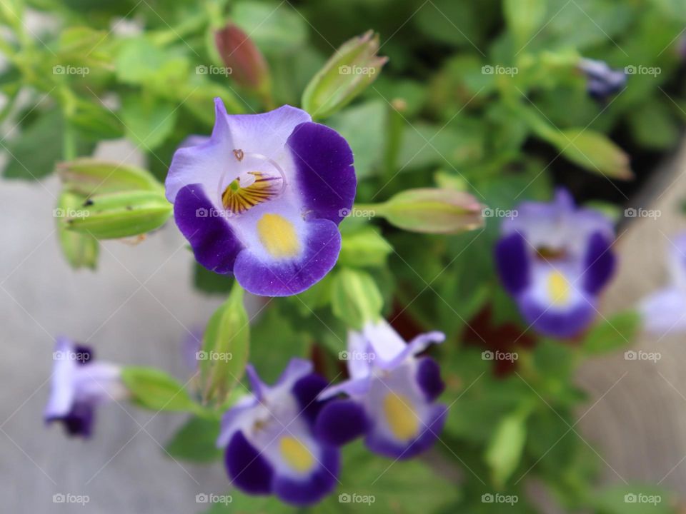 Torenia Wishbone Flower