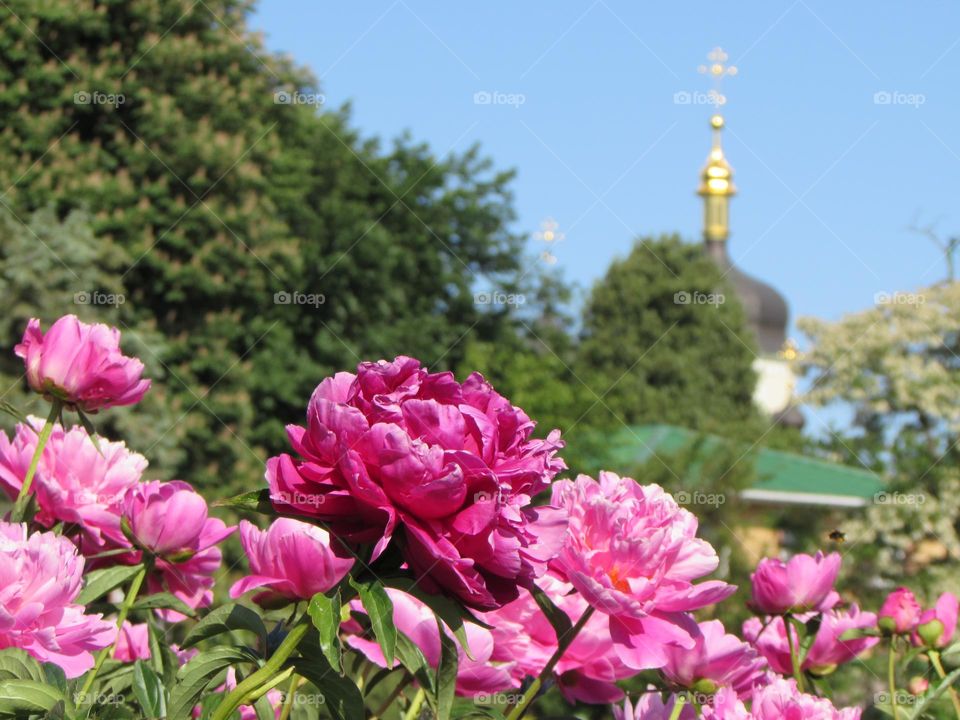 Peonies in the city garden