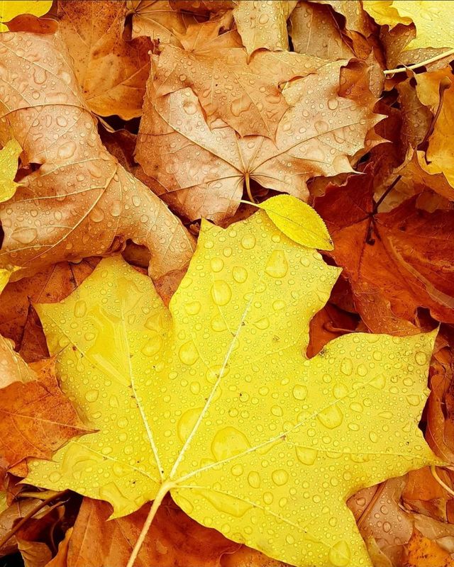 Rainy days