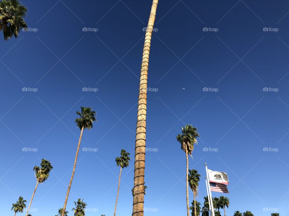 palm trees against a blue sky in california