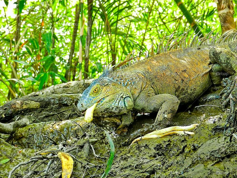 Costa Rican Iguanas