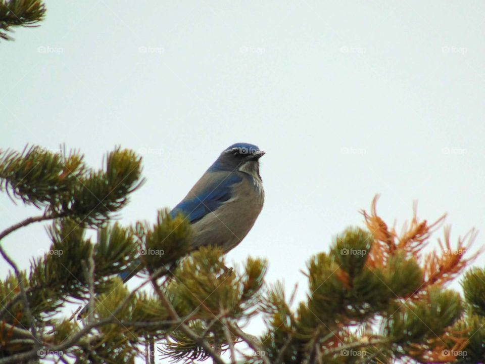 Blue scrub Jay 