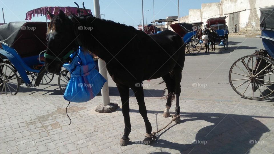 black horse walking.