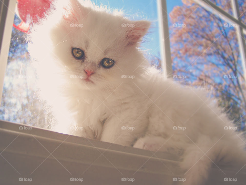 low angle view of cat sitting on window