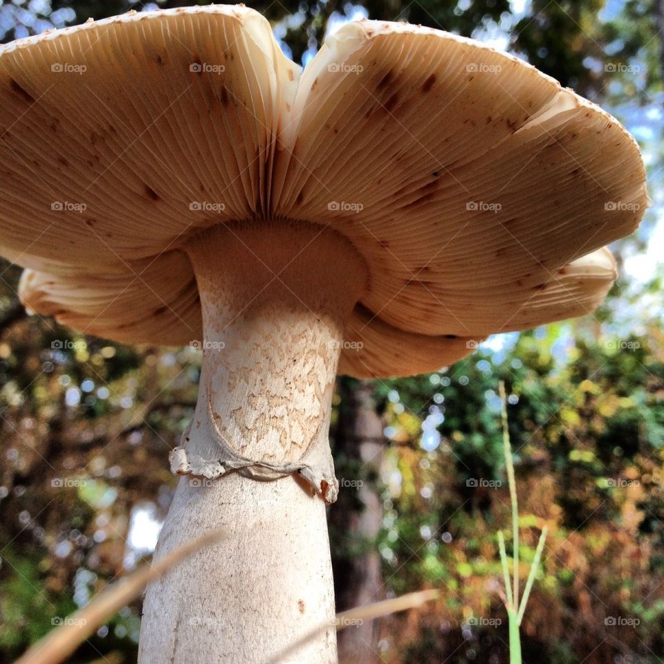 Massive mushroom