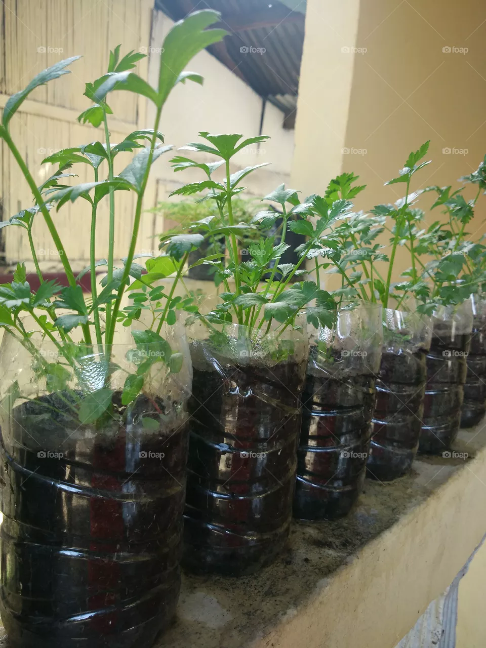 "Daun Sop"