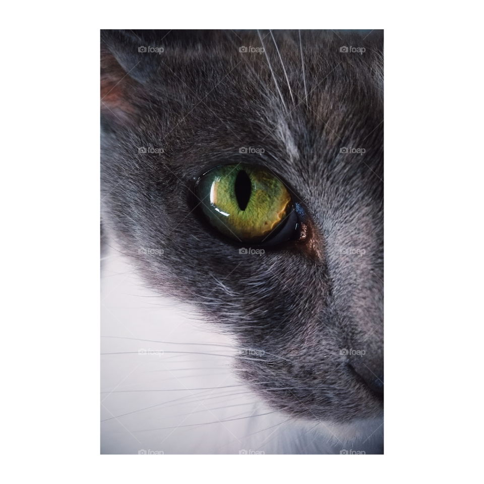 Ojo de gato/ Cat eye