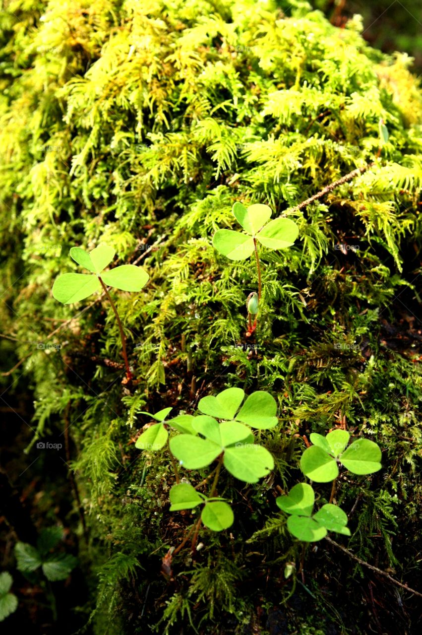 leprechauns a-foot