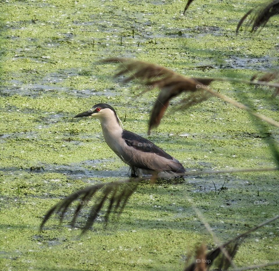 Night Heron Boucherville Québec 