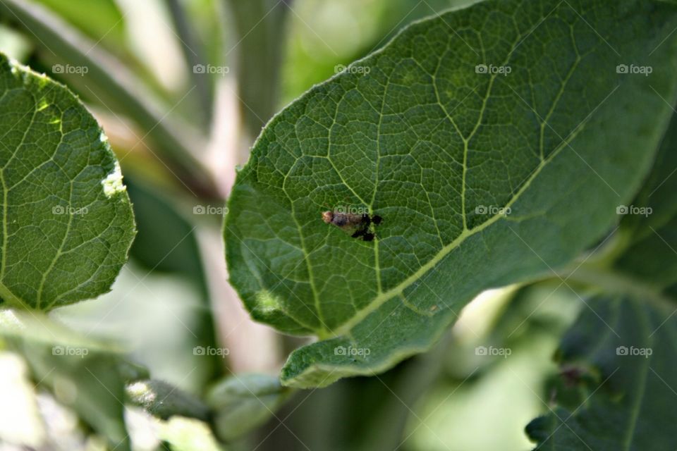 Insect on plants