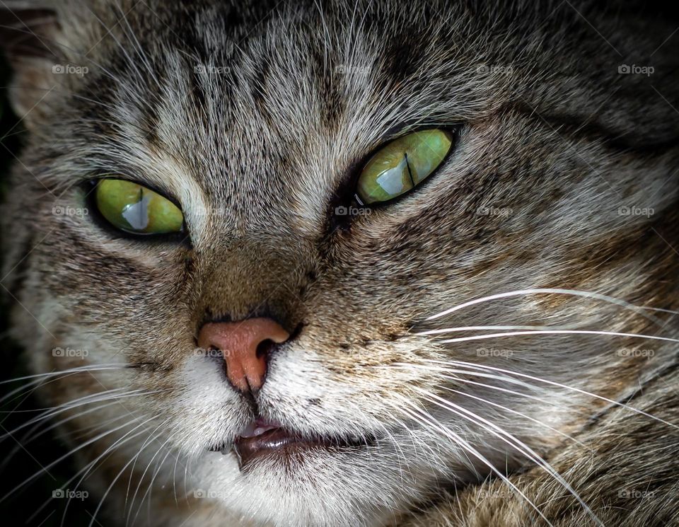 Close-up muzzle of a tabby cat with green eyes, a pet