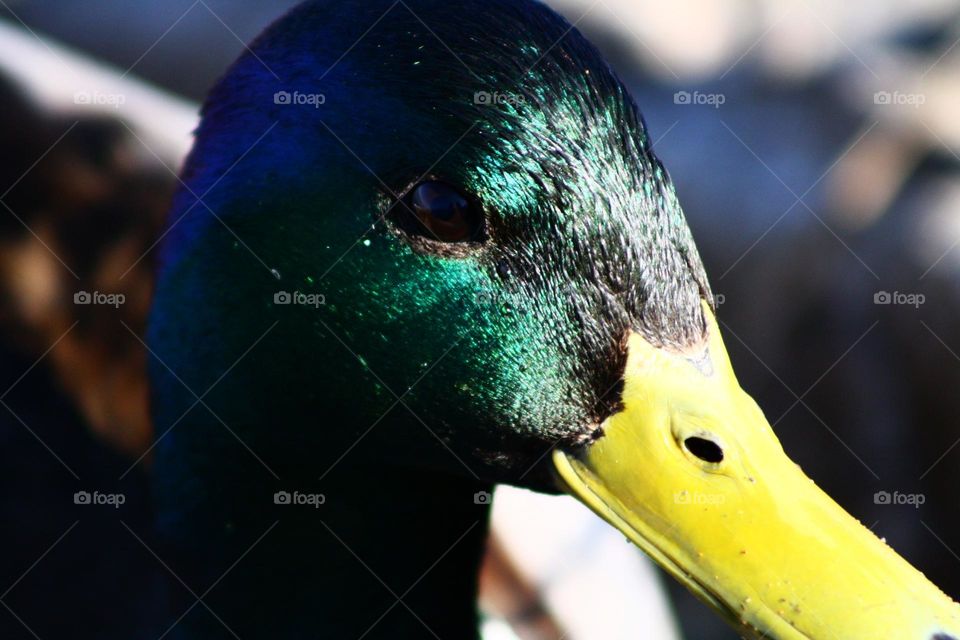 Duck