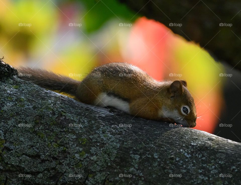 Red squirrel sleeping on a tree branch on a colorful autumn background