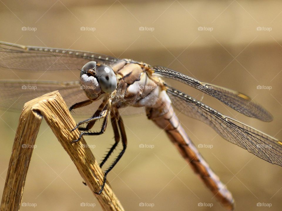 Dragonfly 