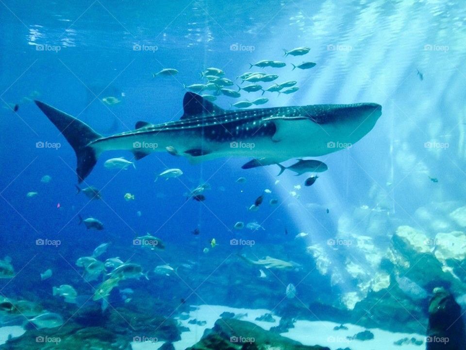 Whale Shark