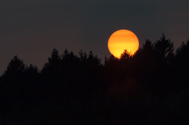 Sun sets behind the silhouette of tree tops 