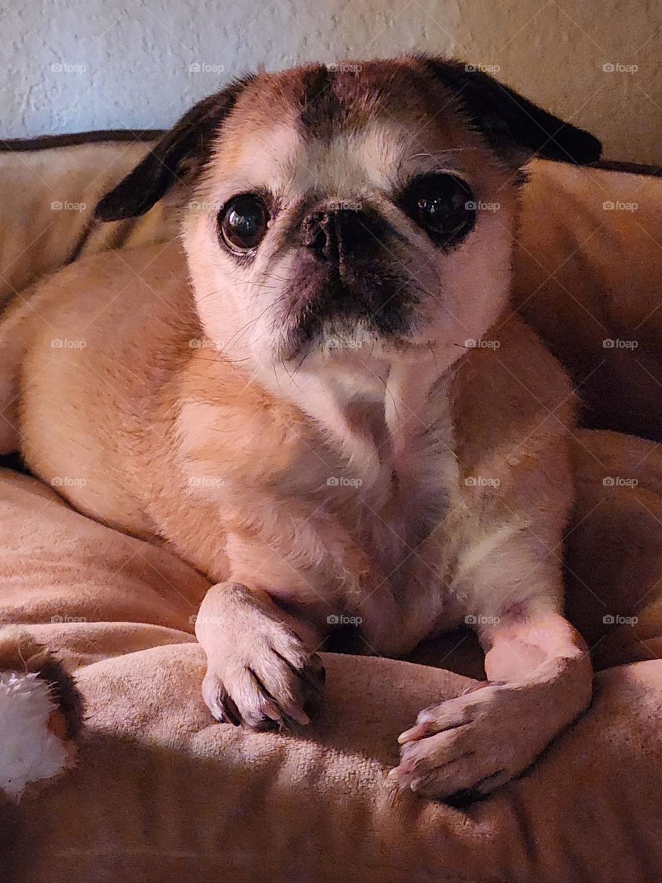 Old Pug 1