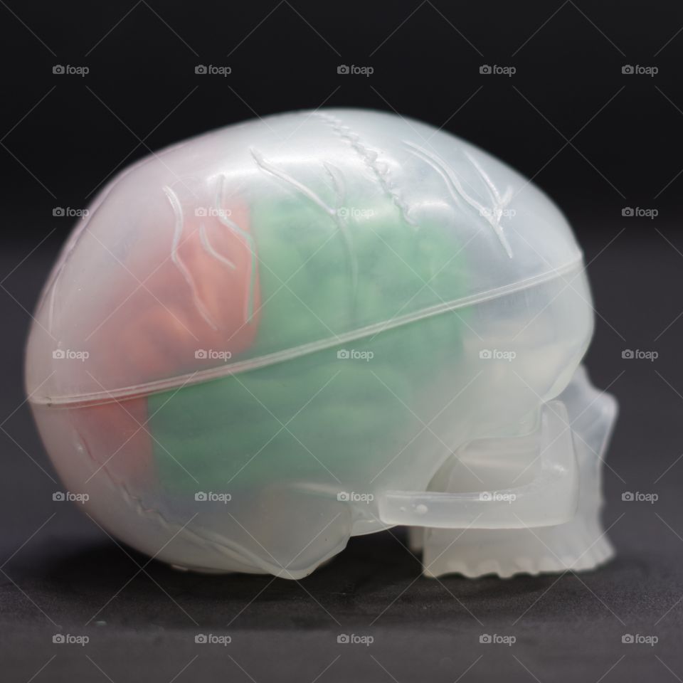 Build your own brain. A plastic model of the human brain and skull.