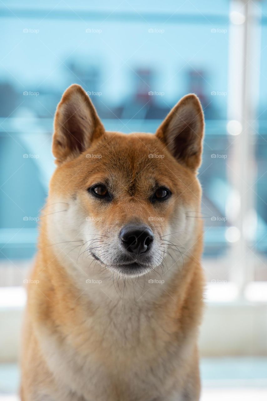 beautiful shiba inu dog